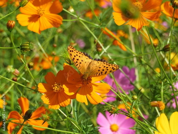 Fototapeta ツマグロヒョウモンとコスモス