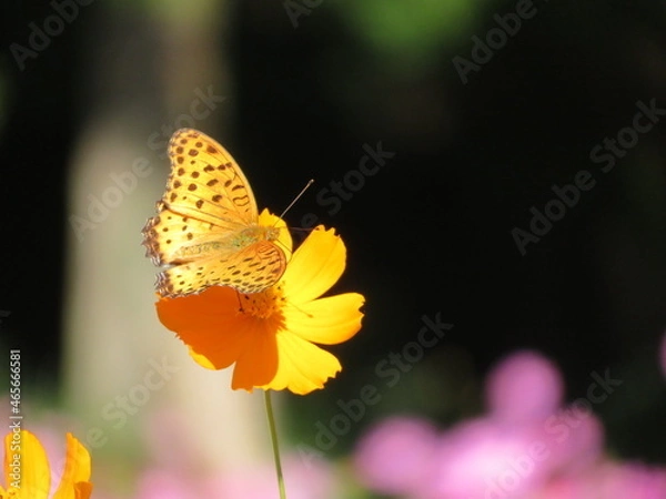 Fototapeta ツマグロヒョウモンとコスモス
