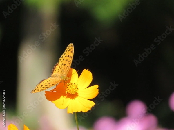 Fototapeta ツマグロヒョウモンとコスモス