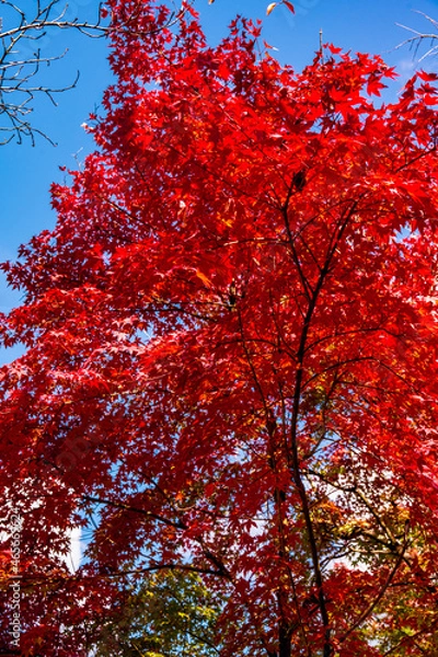 Fototapeta 由布院の紅葉