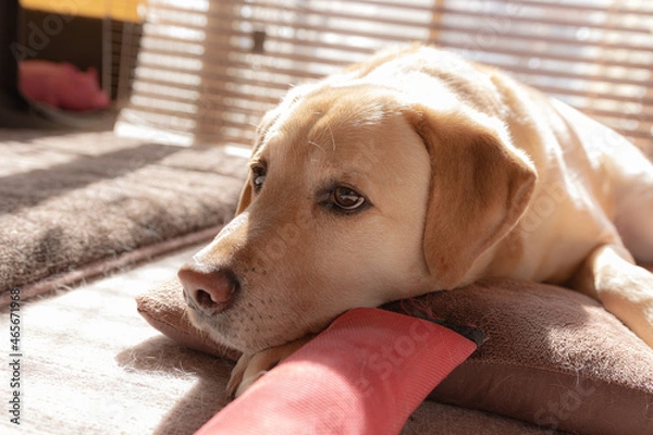 Obraz 【犬】ラブラドールレトリバー【ペット】