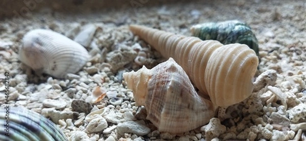 Obraz Photo of conch shell on the sand