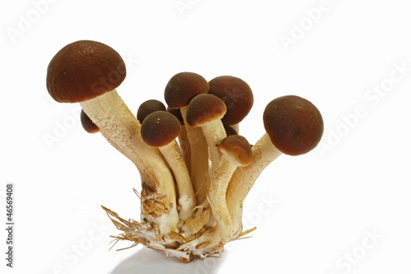 Fototapeta Funghi pioppini su fondo bianco
