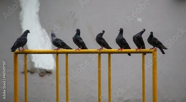 Obraz pigeons on the roof