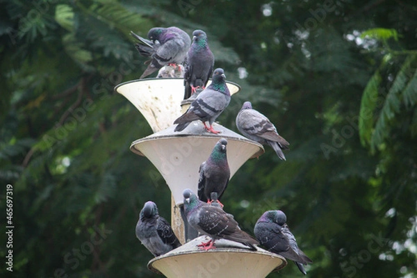 Obraz pigeons in the park