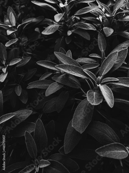 Obraz black and white