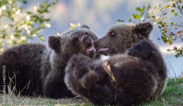Fototapeta Young bears