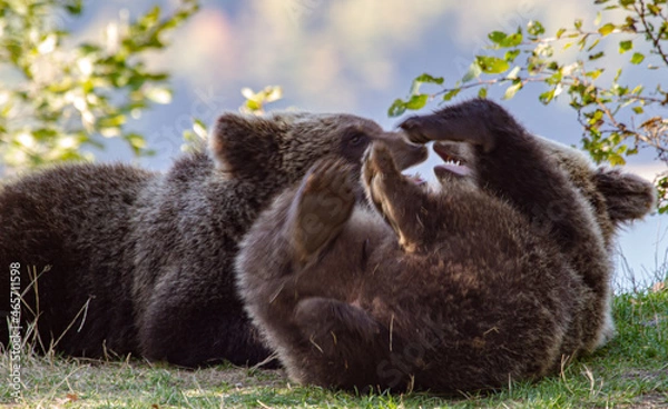 Fototapeta Young bears