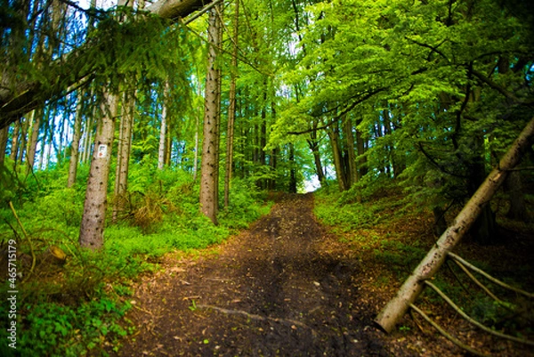 Fototapeta Waldweg