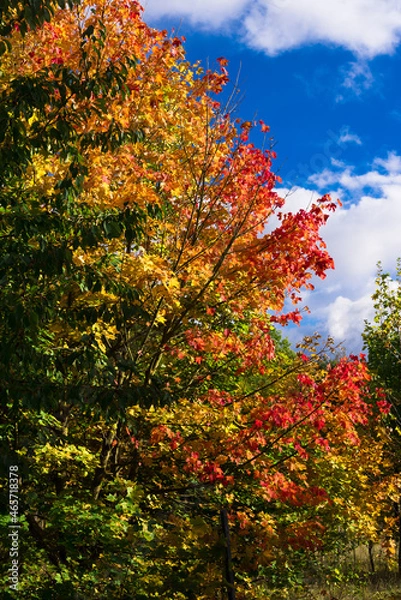 Fototapeta Herbstbaum