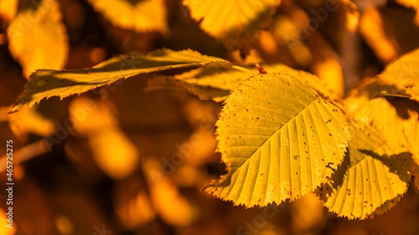 Obraz Autumn leaves on a tree