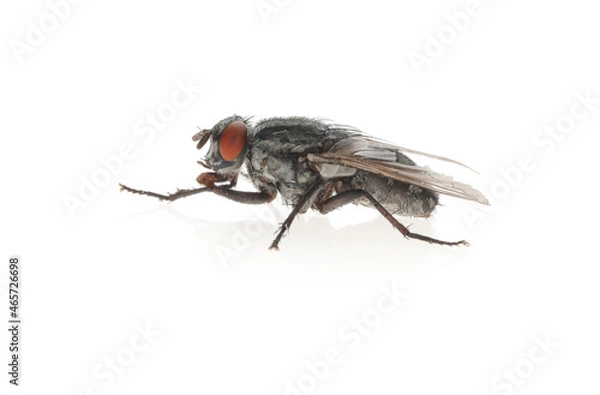 Obraz One common black fly on white background