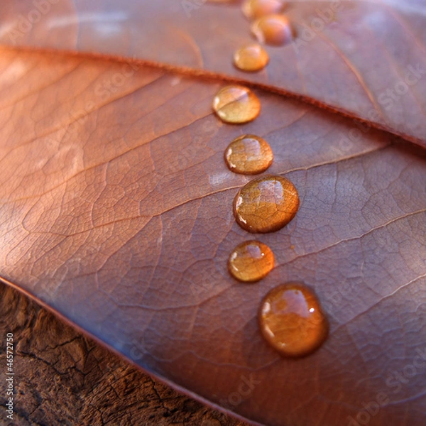 Fototapeta Douceur d'automne