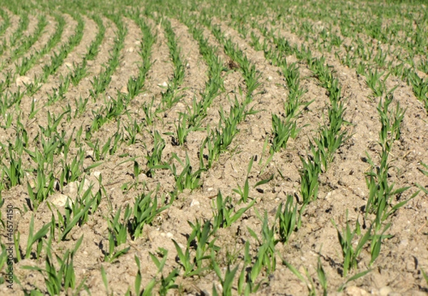 Obraz wheat gras field nature