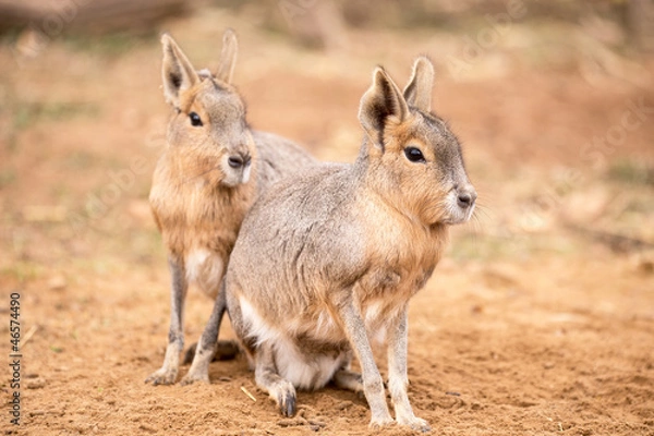 Obraz Patagonian Mara