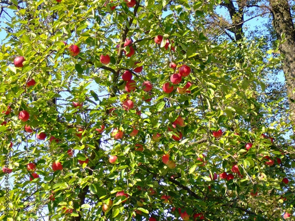 Fototapeta There are many red apples hanging on the apple tree between the bright green foliage