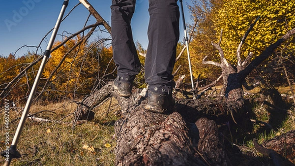 Obraz A hiker on a log