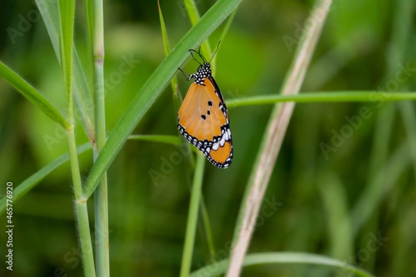 Obraz Butterfly clinging to a leaf during the day
