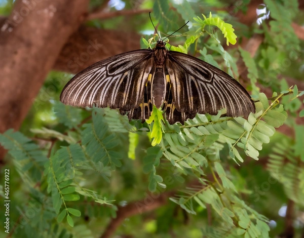 Obraz Butterfly clinging to a leaf during the day