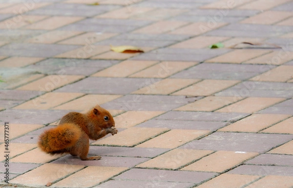 Obraz Squirrel lifestye in the park