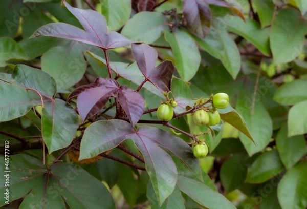 Obraz A small fruit that is food for wild animals