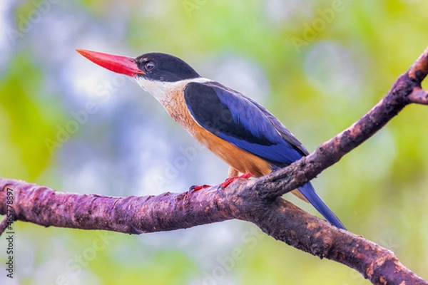 Obraz Black-capped Kingfisher (Halcyon pileata) in park. Black-capped Kingfisher bird.