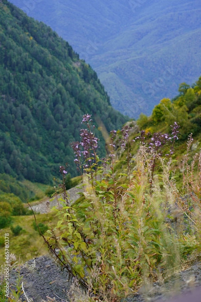 Fototapeta Grass and plants in the caucasus mountains