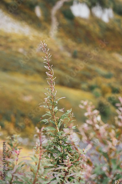 Fototapeta Grass and plants in the caucasus mountains
