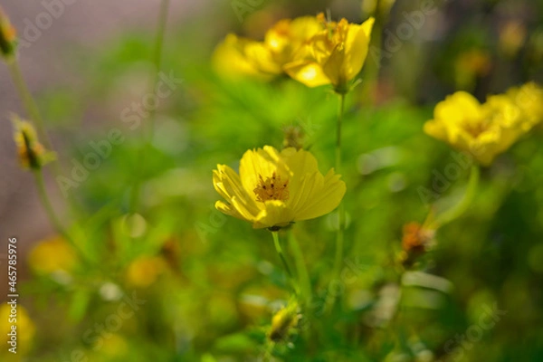 Fototapeta 道端の黄色い華