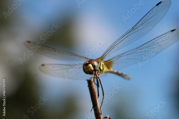 Fototapeta dragonfly close up