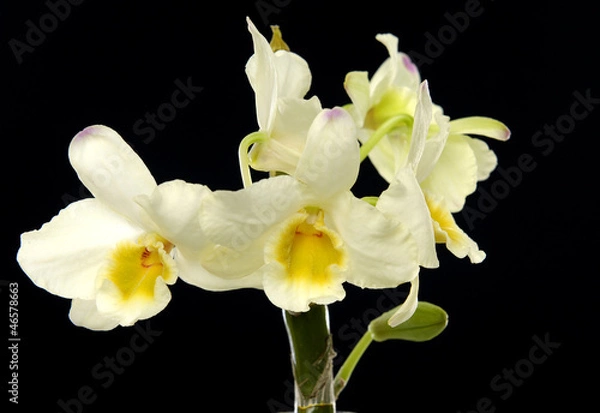 Obraz Macro of branch beautiful orchid on black