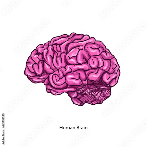 Obraz Human Brain vector vector graphics
