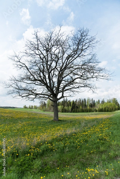 Obraz lonely tree in dandelion field