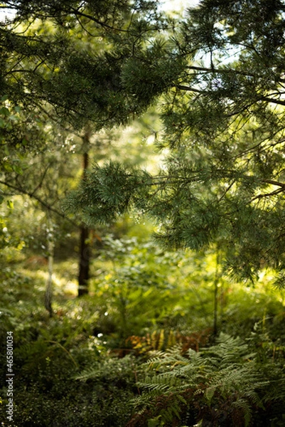 Obraz deep forest. rain,