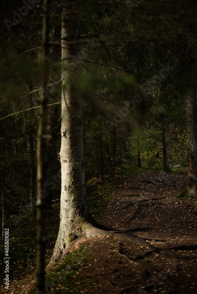 Fototapeta illuminated tree