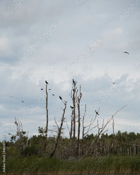 Obraz birds flying to dry trees