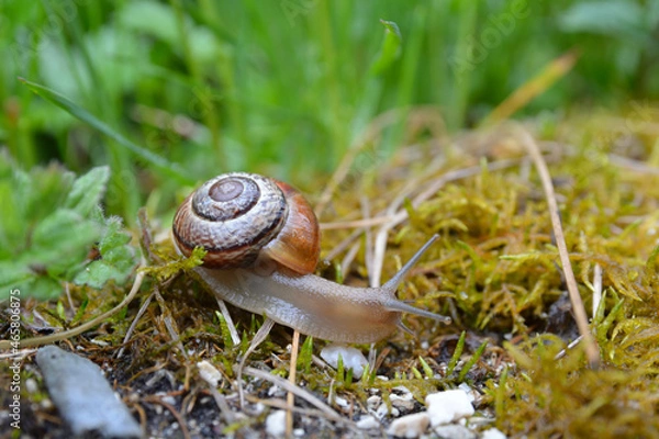 Obraz Schnirkelschnecke