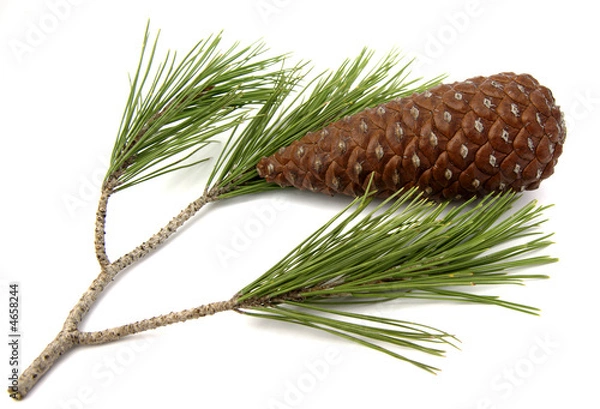 Obraz Piña pino