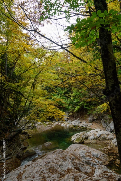 Fototapeta river in the forest