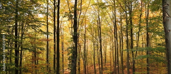 Fototapeta a forest in autumn with colorful leaves on the trees