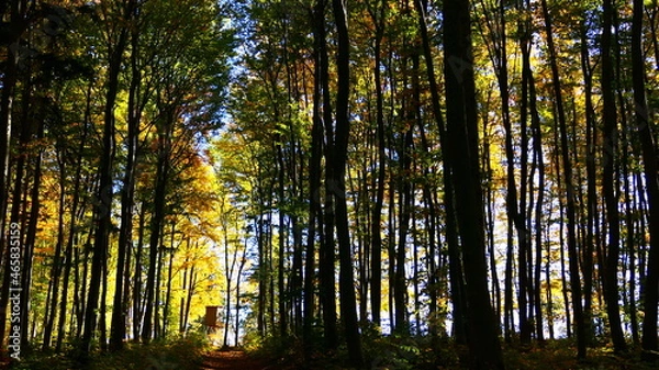 Obraz Sonnendurchfluteter Wald