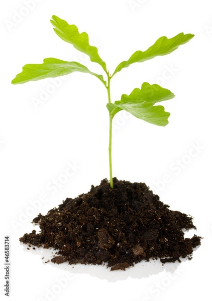 Fototapeta sprout oak tree