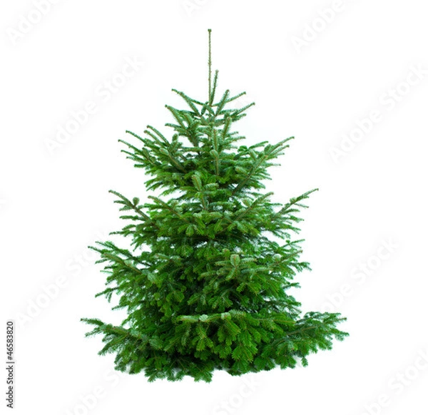 Obraz piękna jodła bez ozdób