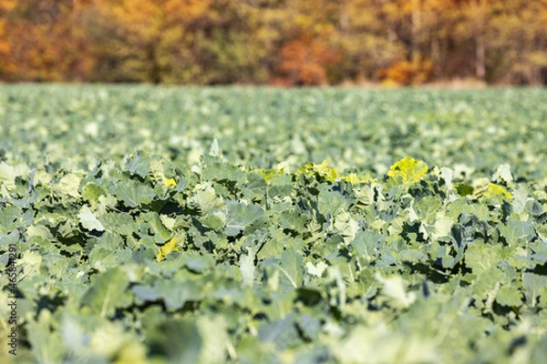 Obraz Autumn green field of winter rape plants with orange trees in background