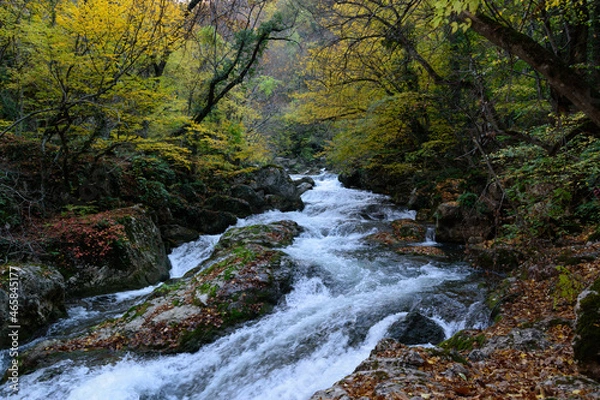 Obraz river in the forest