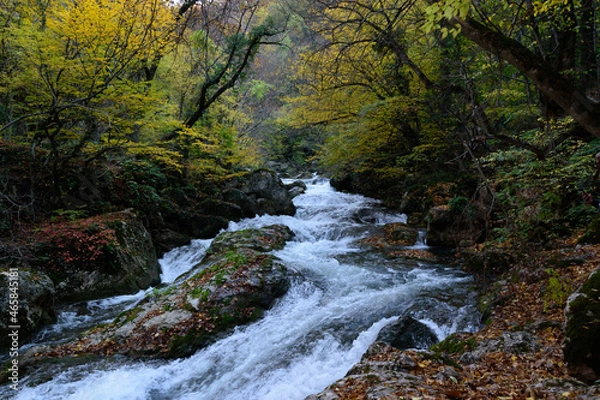 Obraz river in the forest