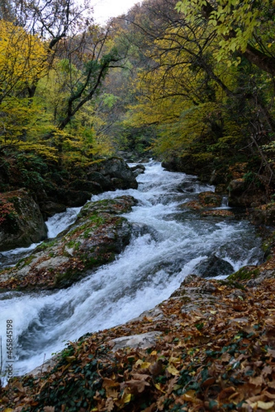 Obraz river in the forest