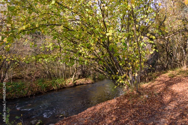Fototapeta river in the forest
