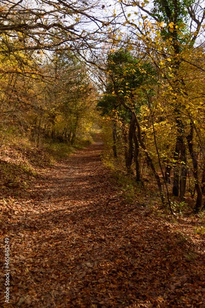 Obraz path in autumn forest