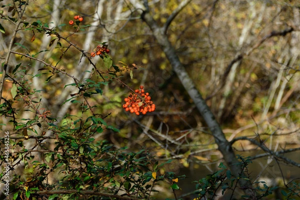 Obraz red berries on a tree
